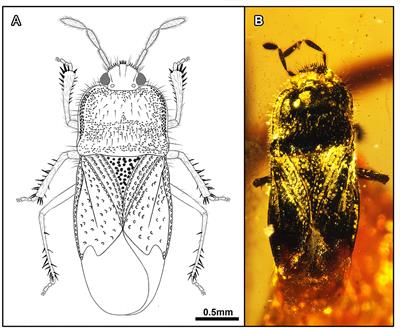 Morphological Phylogeny of New Cretaceous Fossils Elucidates the Early History of Soil Dwelling Among Bugs